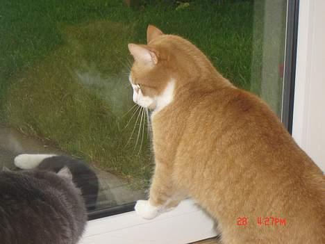 Blanding af racer Cæsar - fremmed kat i MIN have.. billede 14