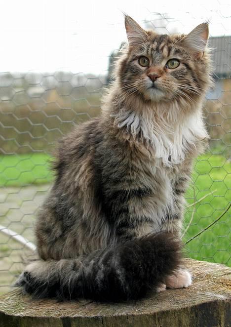 Maine Coon Vitha billede 7