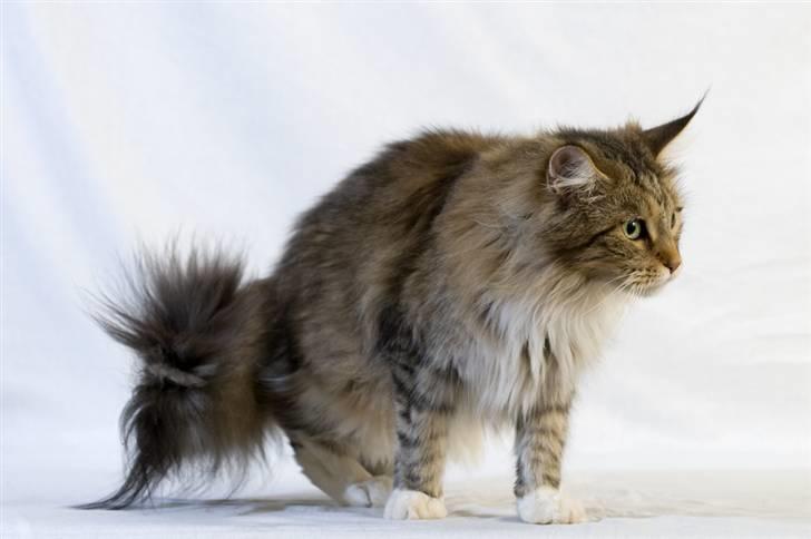 Maine Coon Vitha billede 8