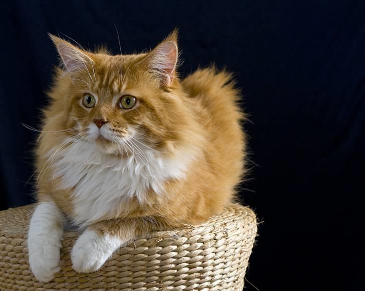 Maine Coon Frode billede 8
