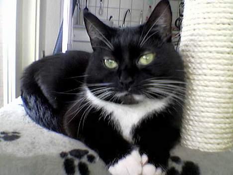 Huskat Emmely billede 1