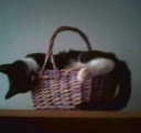 Huskat Emmely billede 2