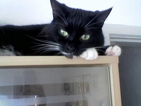 Huskat Emmely billede 3