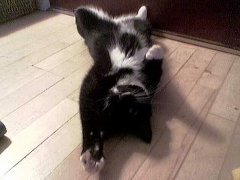 Huskat Emmely billede 4