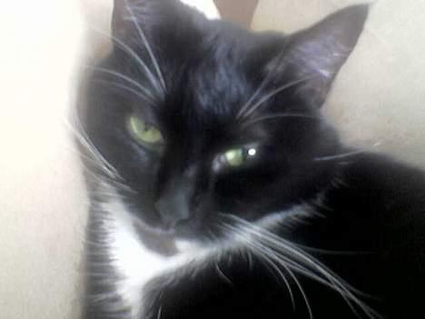 Huskat Emmely billede 5