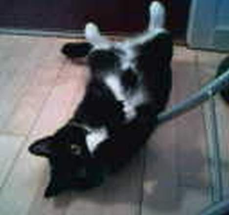 Huskat Emmely billede 6