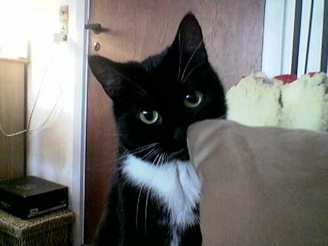 Huskat Emmely - Tit tit... billede 7