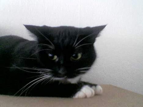 Huskat Emmely - Emmely sur billede 8