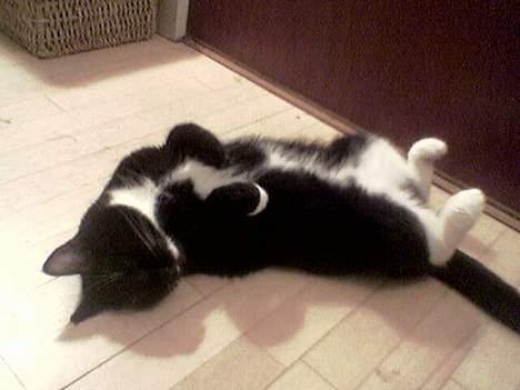 Huskat Emmely - Emmely sover billede 9