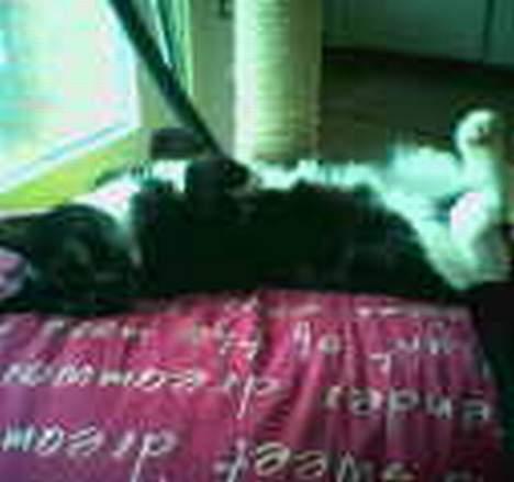 Huskat Emmely - Emmely der sover billede 10