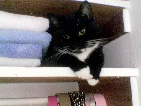 Huskat Emmely - Emmely slapper at billede 11