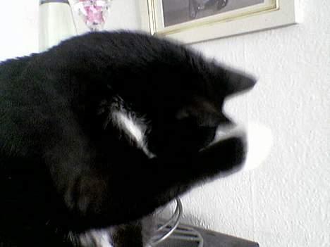 Huskat Emmely - Du kan ikke se mig... billede 12