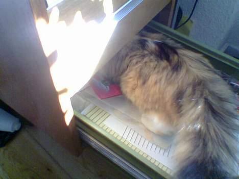 Blanding af racer Misse - Year skrivebordsskuffen står åben, hva mon der er deri? billede 13