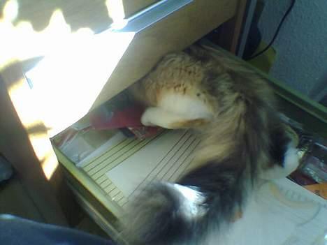 Blanding af racer Misse - Må lige lidt længere ind, så kan man nemlig komme om bagved, og så kan "mor" ikke lukke skuffen hi hi. billede 14