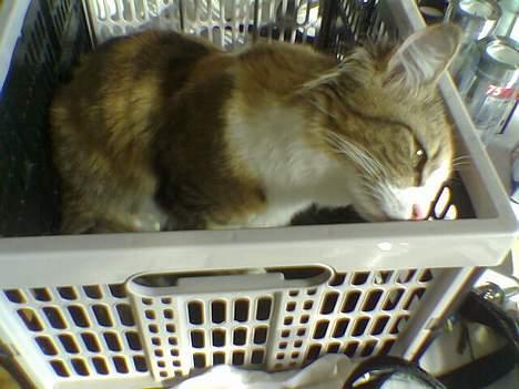 Blanding af racer Misse - Klapkasse - spændende. billede 15