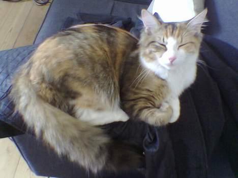 Blanding af racer Misse - Selv når jeg sover tager de billeder af mig - de er tossede. billede 16