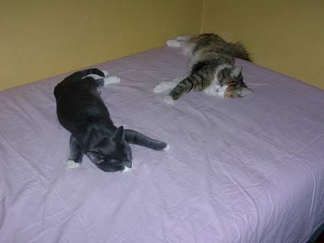 Blanding af racer Misse - Lagekammeraten Magnus og jeg blev lige trætte efter at have leget med juletræet hele dagen. Jeg kan ikk forstå hvorfor vi ikke må ligge på grenene og lege med de sjove ting der hænger der? billede 17