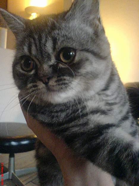 Blanding af racer Lillefod billede 11