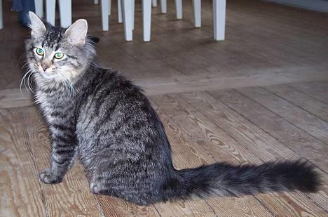 Blanding af racer Laban R.I.P billede 1