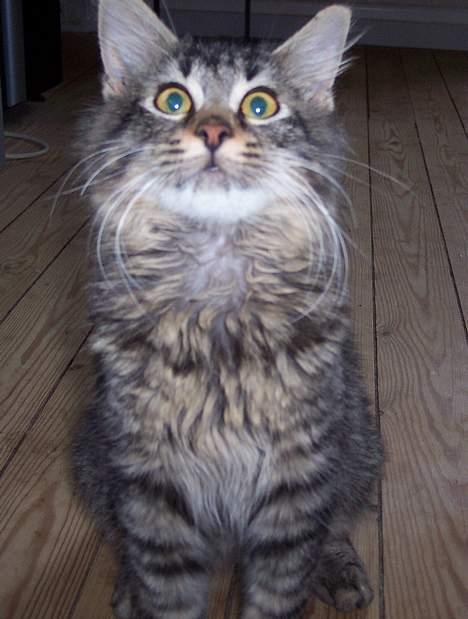 Blanding af racer Laban R.I.P billede 2