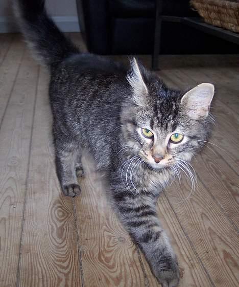 Blanding af racer Laban R.I.P billede 3