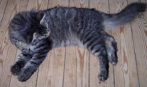 Blanding af racer Laban R.I.P billede 4