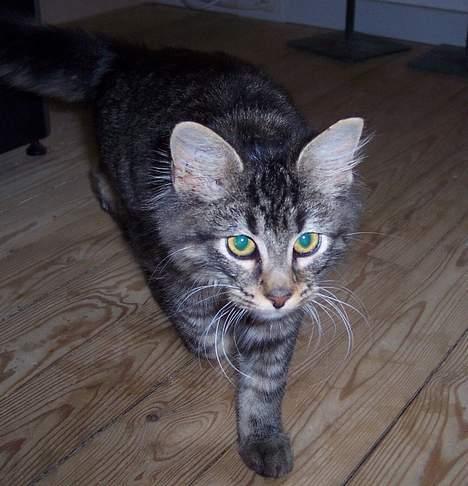 Blanding af racer Laban R.I.P billede 5