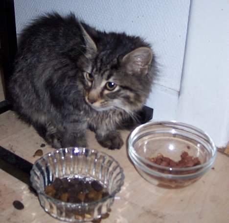 Blanding af racer Laban R.I.P - Sådan så Laban ud da vi fik ham hjem, godt afkraftet... billede 6