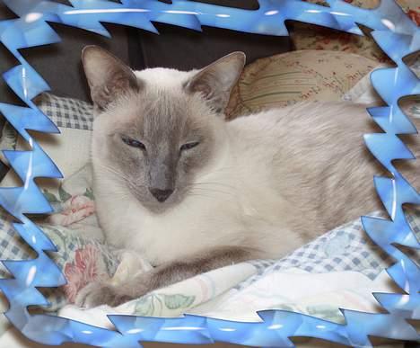 Siameser Arthur - Hej, velkommen til min profil. billede 1