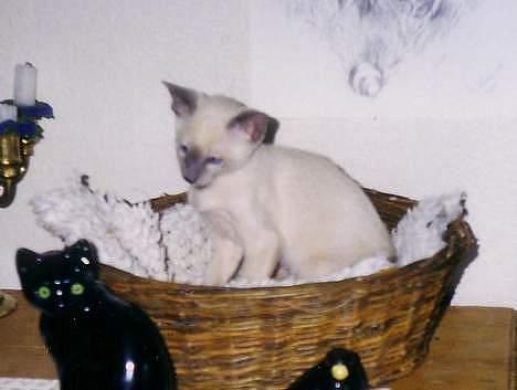 Siameser Arthur - Første dag i Amtoft. "Jeg savner nu min mor lidt." billede 2