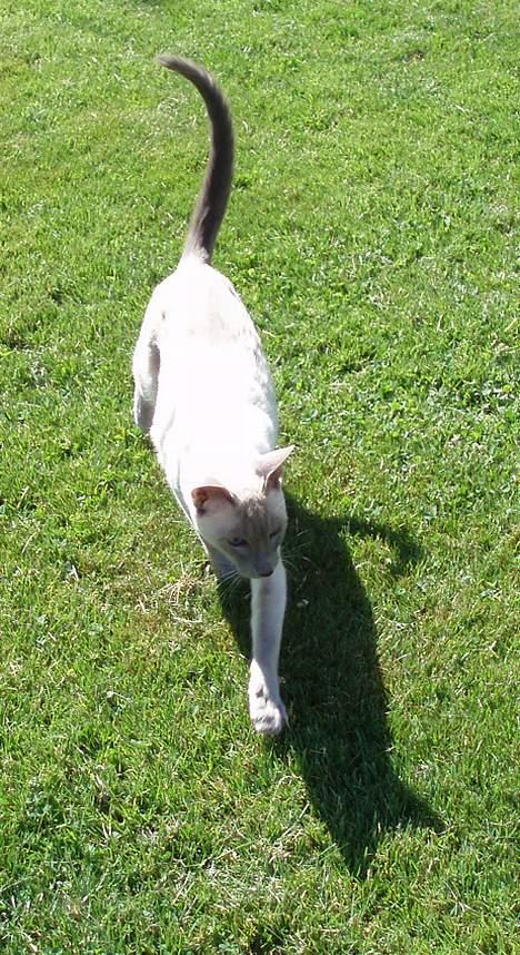 Siameser Arthur - "Ja-ja, jeg kommer jo..." billede 3