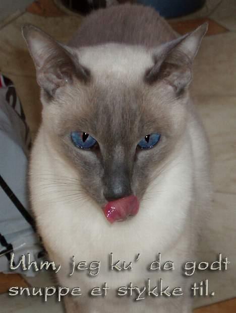 Siameser Arthur - "Uhmm, har du mer´ af det?" billede 4