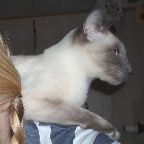 Siameser Arthur - Papegøjekat. billede 5