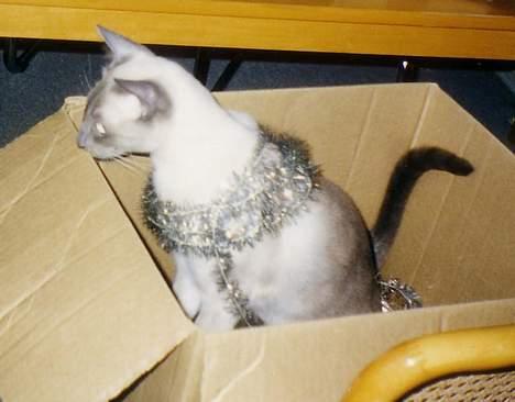 Siameser Arthur - "Jeg ELSKER jul." billede 6