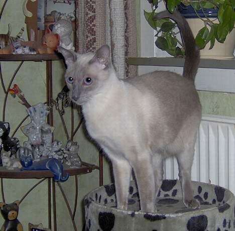 Siameser Arthur - Kong Arthur: "Hvor er ridderne?" billede 7