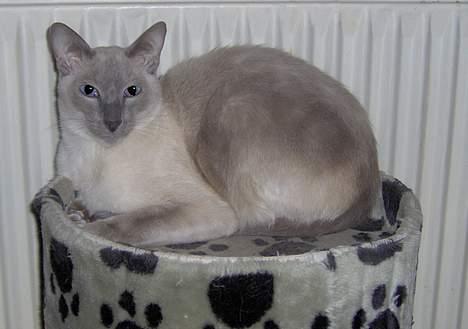 Siameser Arthur - Kongen på sin trone. billede 8