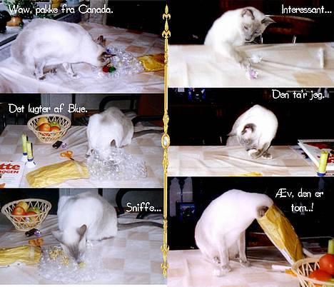 Siameser Arthur billede 9