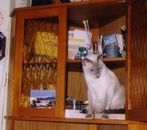 Siameser Arthur - "Moar... Jeg kan ikke ha´ min mås på brevvægten." billede 10