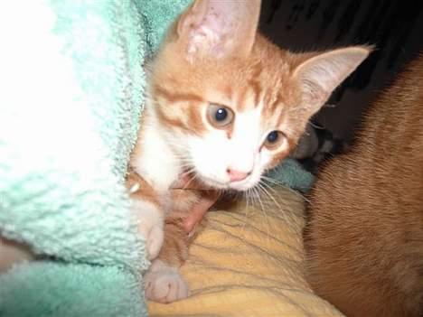 Huskat basse - Hej med jer... billede 9