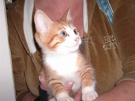 Huskat basse - Den første dag jeg så min mor(9 uger gammel) billede 10