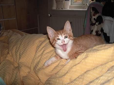 Huskat basse - Er jeg ikke bare vildt farlig, når jeg gaber... thi hi billede 11