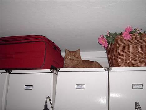 Huskat Buller R.I.P. 10.04.08 - Buller oppe i "Bullerland" billede 11