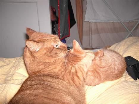 Huskat Buller R.I.P. 10.04.08 - Lidt nussen med min dejlige lillebror Basse billede 13