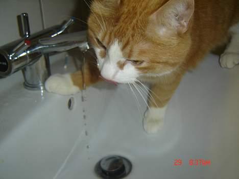 Blanding af racer Cæsar - uhmm kold vand fra hanen.. billede 15