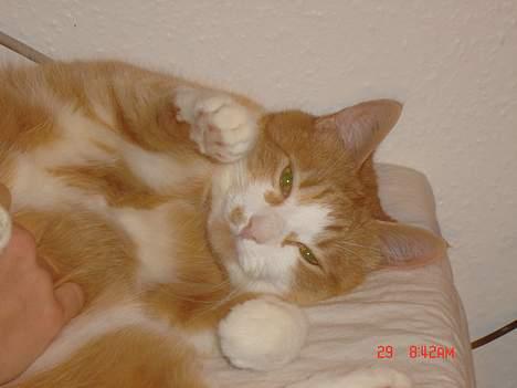 Blanding af racer Cæsar - muletur...skøøønnnt billede 16