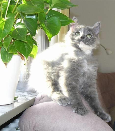 Blanding af racer Fleur R.I.P - Et strejf af sommer :-) billede 4