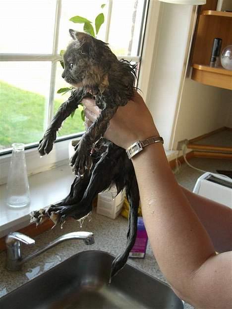 Blanding af racer Fleur R.I.P - Puha det her er ikke rart! billede 5