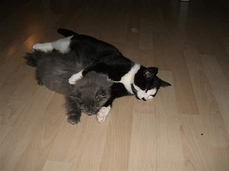 Blanding af racer Fleur R.I.P - Arh endelig er ham den dumme Gigi rolig.. billede 6