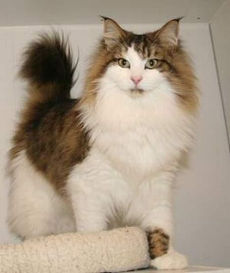 Norsk Skovkat Haimdal (skalde)(RIP) billede 1