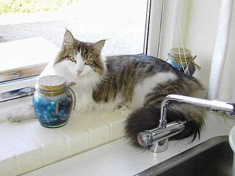 Norsk Skovkat Haimdal (skalde)(RIP) billede 2